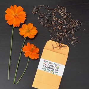 Bright orange cosmos flowers with stems and an open packet of Yard Yummies cosmos flower seeds scattered on a black table.