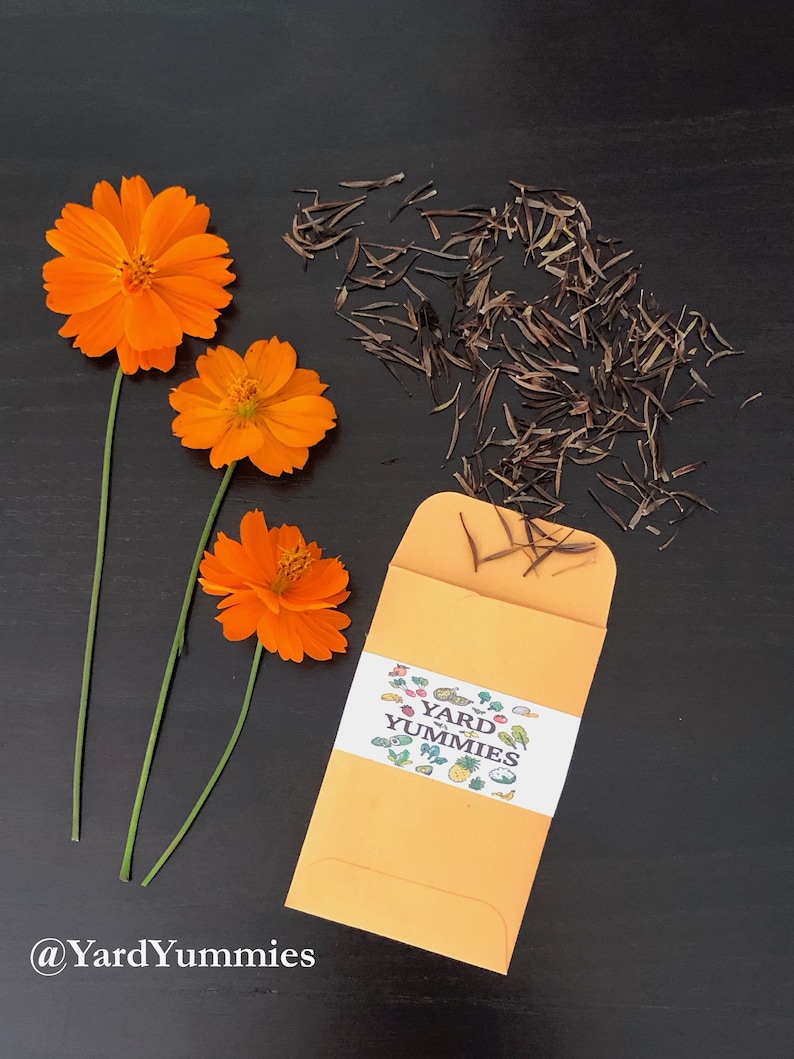 Bright orange cosmos flowers with stems and an open packet of Yard Yummies cosmos flower seeds scattered on a black table.