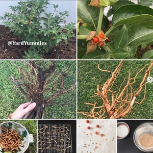 K&ouml;nnte beinhalten: Eine Collage von Bildern, die verschiedene Teile der Ashwagandha-Pflanze zeigen. Die Bilder zeigen die Pflanze mit gr&uuml;nen Bl&auml;ttern und Beeren, Nahaufnahmen der Beeren, Wurzeln und verarbeiteten Formen wie getrockneten Wurzeln und Pulver. Der Text "@YardYummies" ist sichtbar.