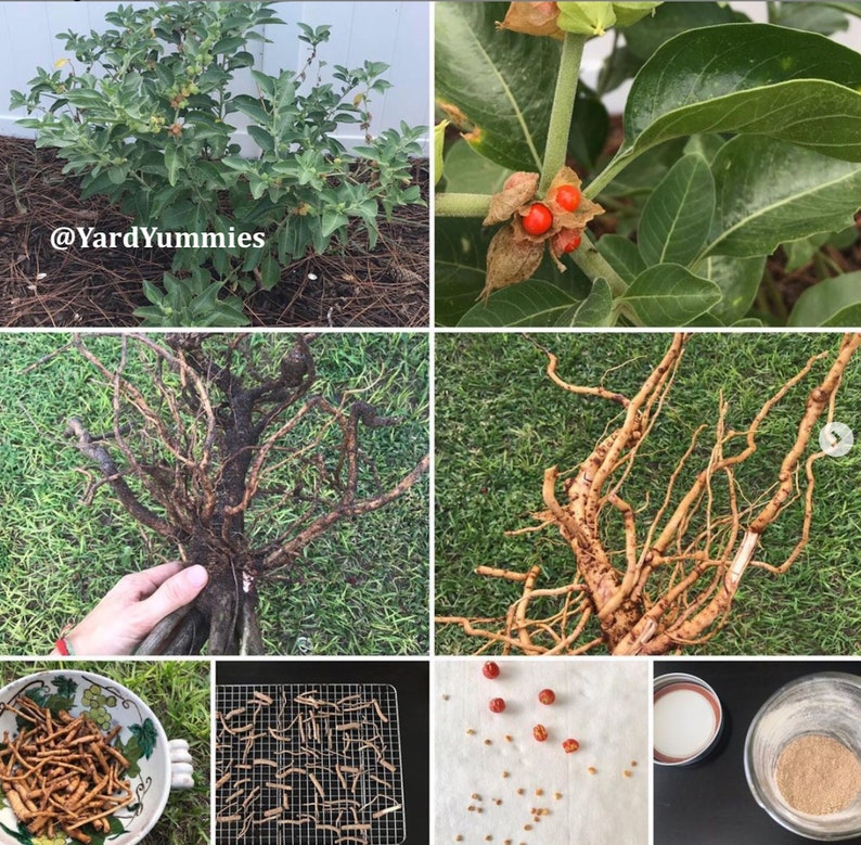 K&ouml;nnte beinhalten: Eine Collage von Bildern, die verschiedene Teile der Ashwagandha-Pflanze zeigen. Die Bilder zeigen die Pflanze mit gr&uuml;nen Bl&auml;ttern und Beeren, Nahaufnahmen der Beeren, Wurzeln und verarbeiteten Formen wie getrockneten Wurzeln und Pulver. Der Text "@YardYummies" ist sichtbar.