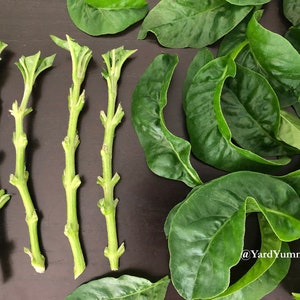 Long Leaf Sissoo Spinach- Unrooted Cuttings- Brazilian Spinach - Samba Lettuce- Bayam Brazil- Sambu Subtropical Perennial Herb Cuttings USA