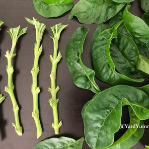 Long Leaf Brazilian Sissoo Spinach Cuttings (Unrooted): Samba Lettuce, Bayam Brazil, Sambu- Perennial Green