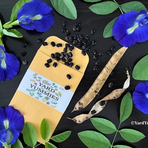 Blue Butterfly Pea Seeds- Packet of 25 Seeds