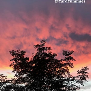 Moringa tree branches and the sky at sunset. The sunset is cloudy but colorful shades of orange, red and pink with gray like clouds.