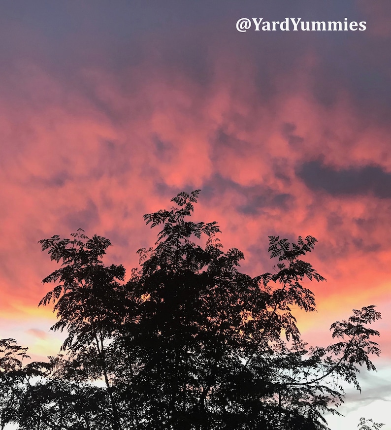 Moringa tree branches and the sky at sunset. The sunset is cloudy but colorful shades of orange, red and pink with gray like clouds.