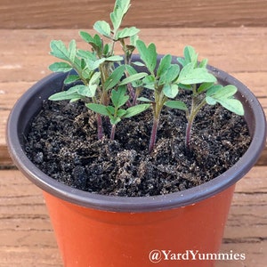 A close-up of a small brown pot with six green seedling growing in it. The seedling are Florida Everglades tomato variety. The pot is filled with dark brown soil and the seedlings have a few small green leaves.