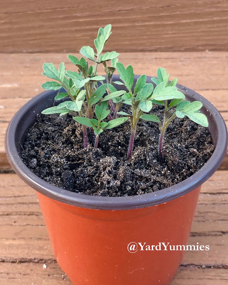 A close-up of a small brown pot with six green seedling growing in it. The seedling are Florida Everglades tomato variety. The pot is filled with dark brown soil and the seedlings have a few small green leaves.