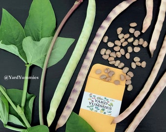 25 Mavuno Cowpea Seeds: Vigna unguiculata. Sprawling Permaculture Cover Crop Cow Pea Legume