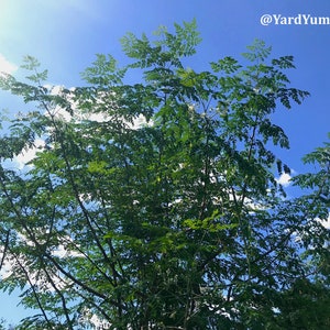 Moringa tree growing in a garden setting on a sunny day with blue sky and white clouds.