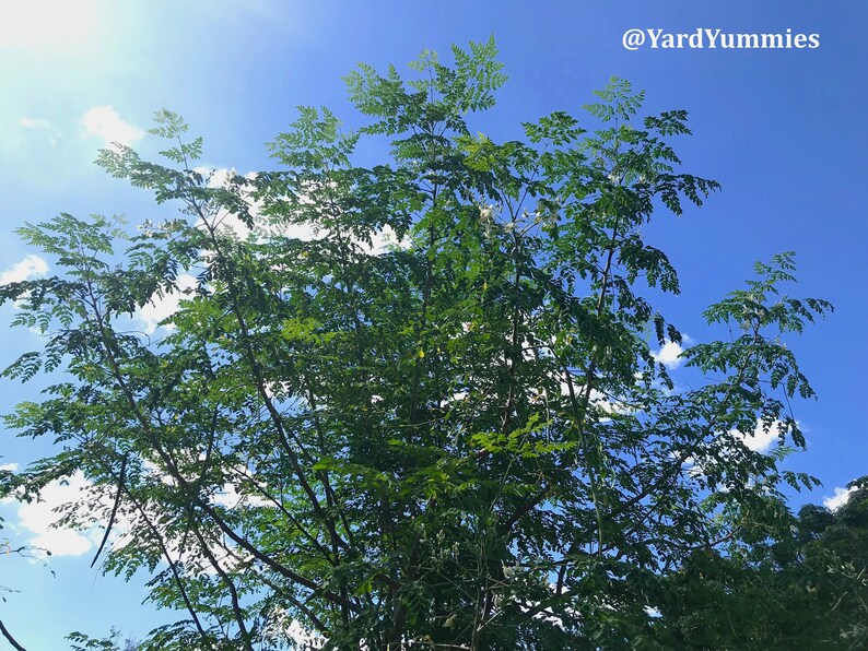 Moringa tree growing in a garden setting on a sunny day with blue sky and white clouds.