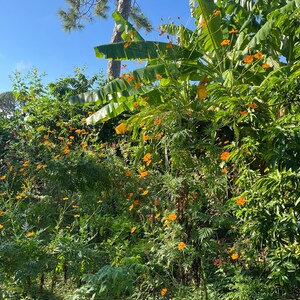 25 Orange Cosmos Flower Seeds: Heirloom Bright Lights Annual Flower. Naturally Grown in FL image 11