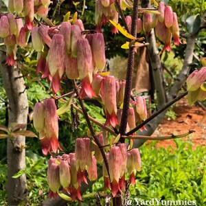 A close-up of the cathedral bell shaped red and pink flower blooms of the Jamaican leaf of life  succulent plant. The flowers are clustered together on a thin stem. The background is blurred and green.