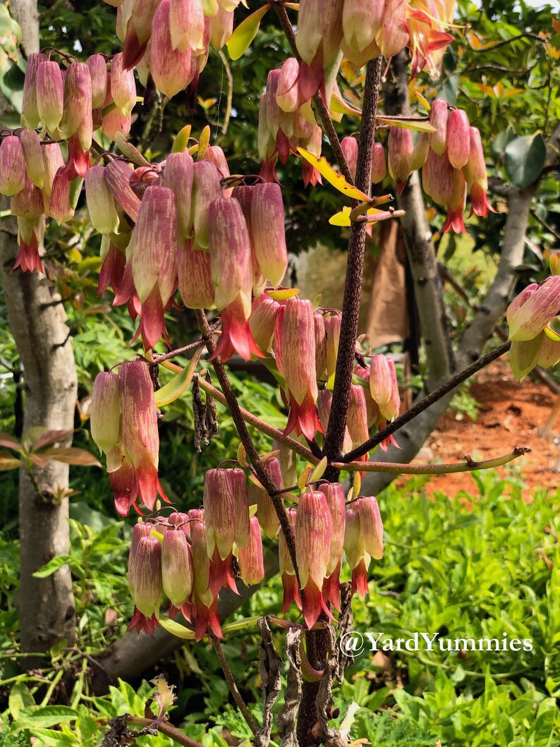 A close-up of the cathedral bell shaped red and pink flower blooms of the Jamaican leaf of life  succulent plant. The flowers are clustered together on a thin stem. The background is blurred and green.