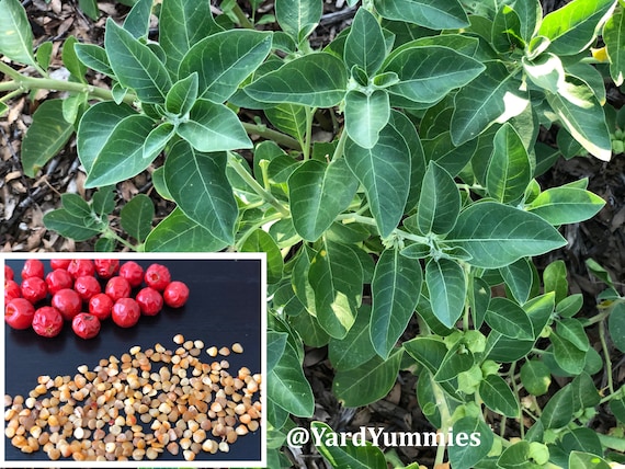 Ashwagandha seeds- Ashwagandha Indian Ginseng Plant Withania somnifera seeds 