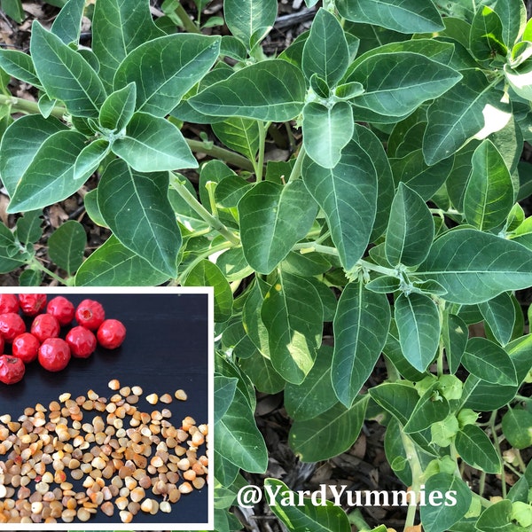 Ashwagandha SEEDS – 50 Seeds- Withania Somnifera – Indian Ginseng- Ayurvedic Herb- Seed- Non GMO