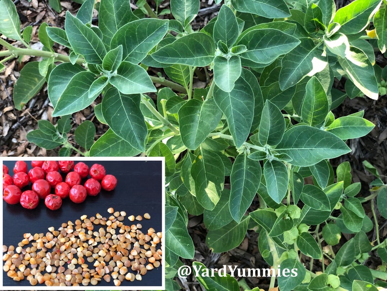 A close-up of a green leaf ashwagandha plant with red berries and brown seeds. The plant is in a garden setting. The berries are arranged in a row on a black surface. The seeds are scattered around the berries.