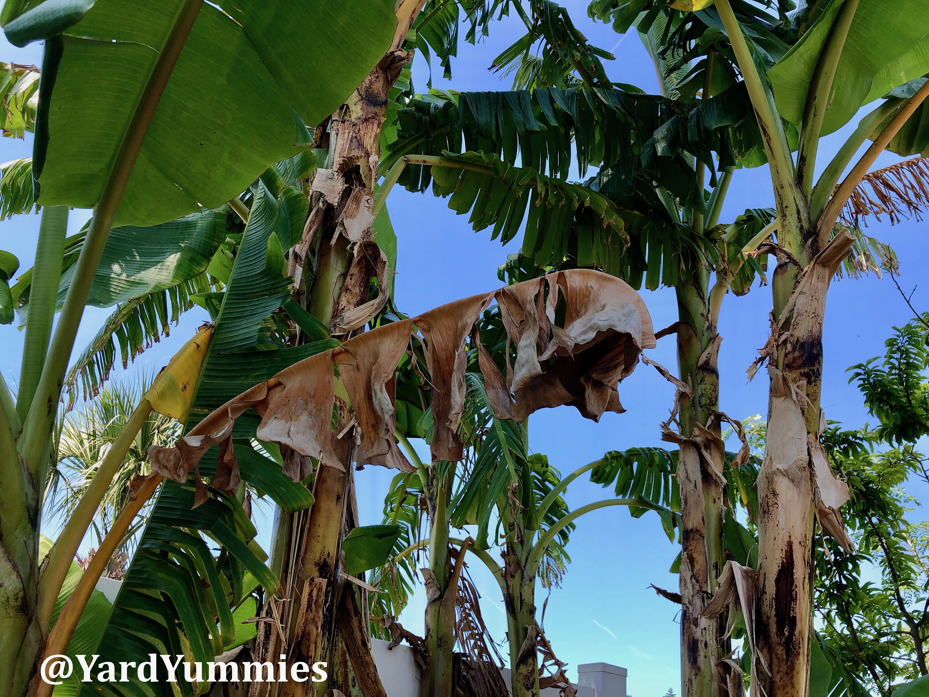 Dried Banana Leaf Leaves 3oz 90 Grams Pet Supplies Fish Etsy