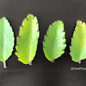 Jamaican Leaf of Life Fresh Loose Leaf Cuttings Kalanchoe pinnata Cathedral Bells Miracle Leaf Perennial Herb Succulent Goethe Air Leaves