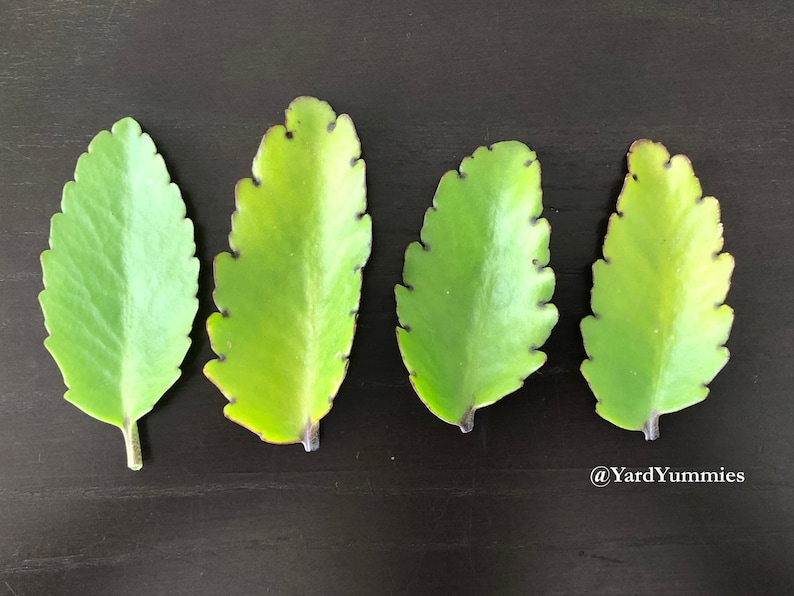 Four green Jamaican Leaf of Life leaves with jagged edges on a black background. The leaves have a light green color and a darker green color on the edges.