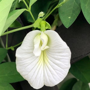 A white butterfly pea flower with a yellow center hanging on the green vine. The flower is in bloom and has a delicate, papery texture. The flower is surrounded by green leaves on the vine its growing.