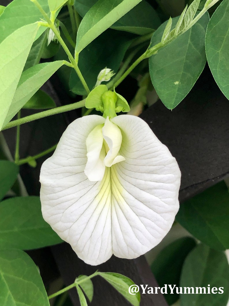 A white butterfly pea flower with a yellow center hanging on the green vine. The flower is in bloom and has a delicate, papery texture. The flower is surrounded by green leaves on the vine its growing.