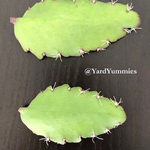Two green Jamaican Leaf of Life succulent leaves with white roots growing from the edges. The leaves are on a black surface. The leaf if life leaves are laid out side ways, one above the other with their stems pointing to the left.