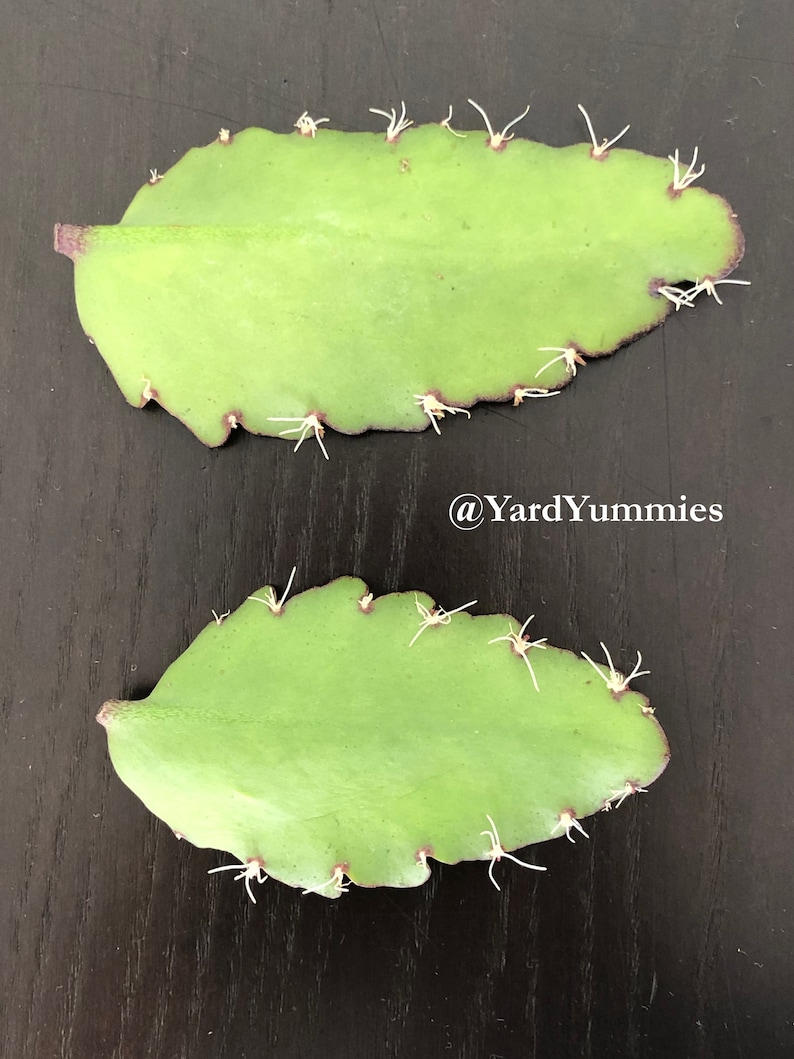 Two green Jamaican Leaf of Life succulent leaves with white roots growing from the edges. The leaves are on a black surface. The leaf if life leaves are laid out side ways, one above the other with their stems pointing to the left.