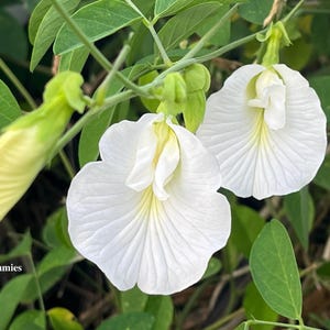 Two white butterfly pea flowers in full bloom and one bloom that hasn't opened yet. Green leaves and. vine in the background.
