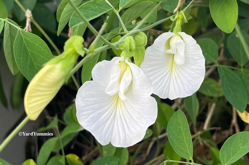 Two white butterfly pea flowers in full bloom and one bloom that hasn't opened yet. Green leaves and. vine in the background.