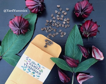 25 Roselle Seeds – Jamaican Red Sorrel- Florida Cranberry- Flor de Jamaica- Gongura