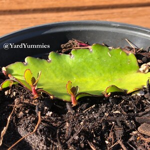 A close up of Jamaican Leaf of Life growing in a pot. The Leaf of Life plant has three new offshoots growing out of the small green leaf. The pot is filled with dark brown soil. The pot is sitting on a wood surface.