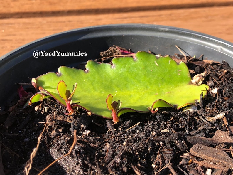 A close up of Jamaican Leaf of Life growing in a pot. The Leaf of Life plant has three new offshoots growing out of the small green leaf. The pot is filled with dark brown soil. The pot is sitting on a wood surface.
