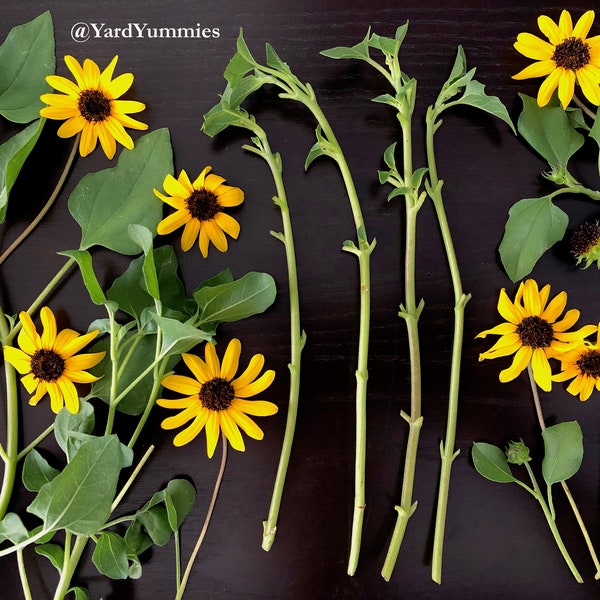 West Coast Dune Sunflower Cuttings – Unrooted Cuttings- Yellow Beach Sunflower Perennial Florida Native Wildflower