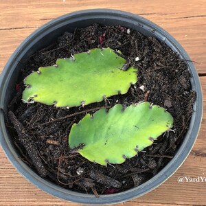 Two green succulent Jamaican Leaf of Life leaves in a black pot with brown soil. The leaves have a scalloped edge and little white roots are starting to grow out of the edges. The pot is sitting on a wooden surface.