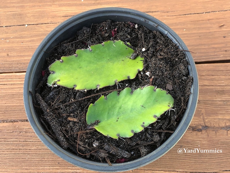 Two green succulent Jamaican Leaf of Life leaves in a black pot with brown soil. The leaves have a scalloped edge and little white roots are starting to grow out of the edges. The pot is sitting on a wooden surface.