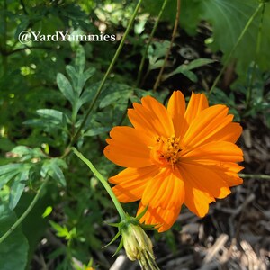 Bright lights orange cosmos flower in full bloom growing in a garden setting. It is a bright orange color that is a lighter shade in the center and darker at the edge of its petals.