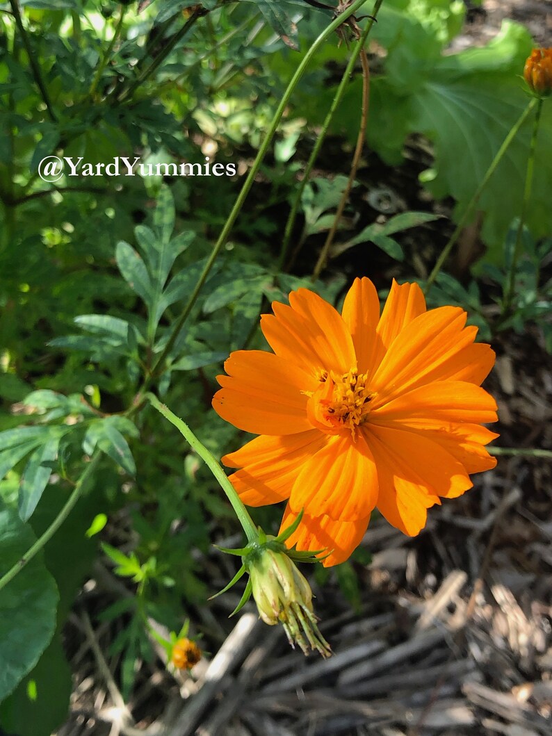 Bright lights orange cosmos flower in full bloom growing in a garden setting. It is a bright orange color that is a lighter shade in the center and darker at the edge of its petals.