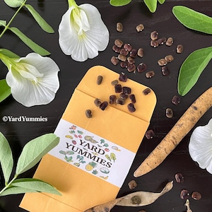 A packet of white butterfly pea flower seeds scattered open on a black surface. Surrounded by bright white butterfly pea flowers, green foliage, its black seeds and tan seed pods.