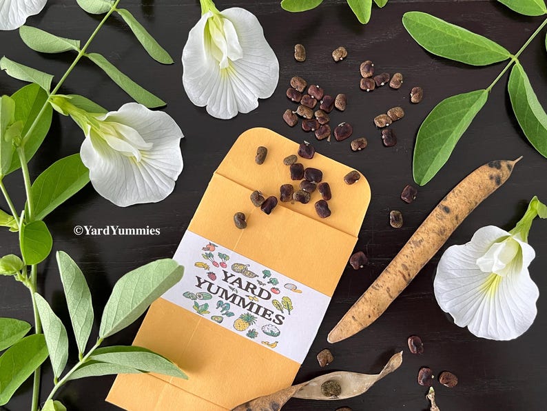 A packet of white butterfly pea flower seeds scattered open on a black surface. Surrounded by bright white butterfly pea flowers, green foliage, its black seeds and tan seed pods.