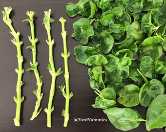 Sissoo Spinach- Unrooted Cuttings- Brazilian Spinach - Samba Lettuce- Bayam Brazil -Sambu Subtropical Perennial Herb Cuttings FL USA