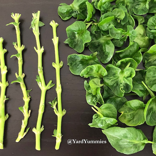 Sissoo Spinach- Unrooted Cuttings- Brazilian Spinach - Samba Lettuce- Bayam Brazil -Sambu Subtropical Perennial Herb Cuttings FL USA