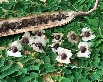 10 Moringa Seeds: Moringa Oleifera- Miracle, Drumstick, Horseradish Tree- Naturally Grown in Florida