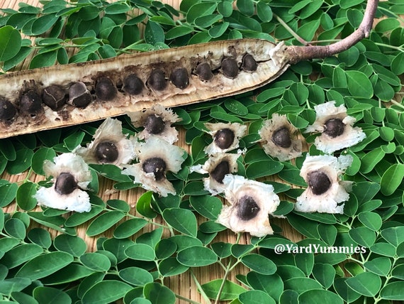 10 Moringa Seeds: Moringa Oleifera- Miracle, Drumstick, Horseradish Tree- Naturally Grown in Florida