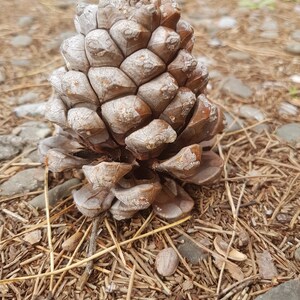 Pinecone in the forest, light brown and green background