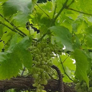 Growing vines with green background