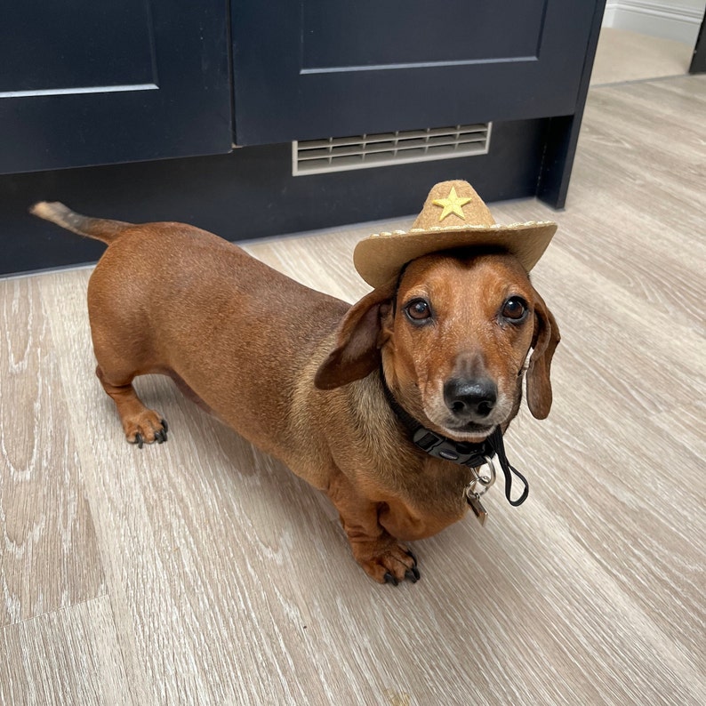 Dog Cowboy Hat Pet Cowboy Hat Cowboy Hat for Dogs or Cats Etsy UK