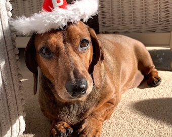 Petite Pet Christmas Cowboy Hat • Dog Hats • Cat Hats • Pet Fancy Dress • Pet Christmas Accessories