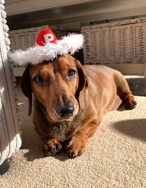Hound clearance dog hats