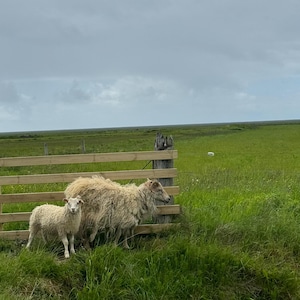 May include: Two white sheep standing in a grassy field near a wooden fence. The sheep are facing away from the camera, and the smaller sheep is standing behind the larger sheep.