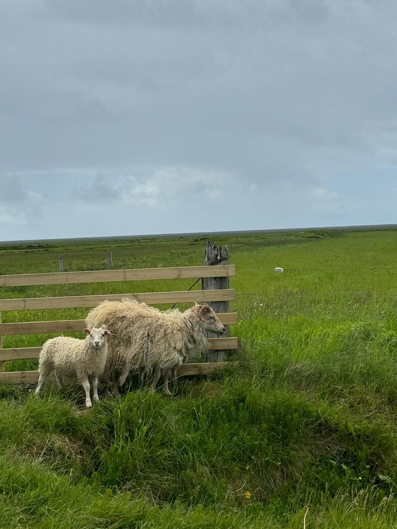 May include: Two white sheep standing in a grassy field near a wooden fence. The sheep are facing away from the camera, and the smaller sheep is standing behind the larger sheep.
